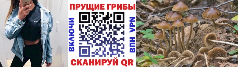 наркошоп  Ладушкин  Псилоцибиновые грибы мицелий 